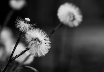 czarno biale fototapety