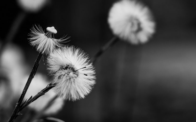 czarno biale fototapety